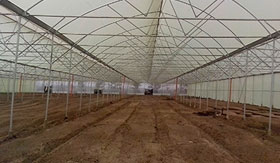 Commercial greenhouse in Sudan