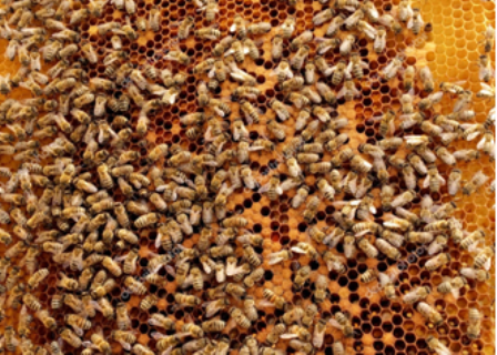 Best honey supplier Kenya