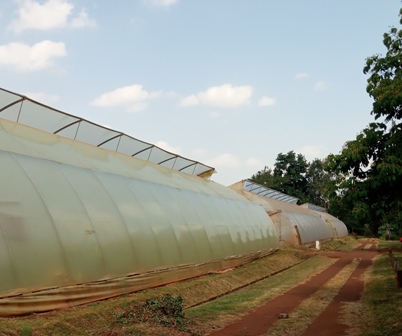 Commercial vent greenhouse