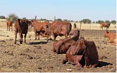 Animal manure supplier Kenya